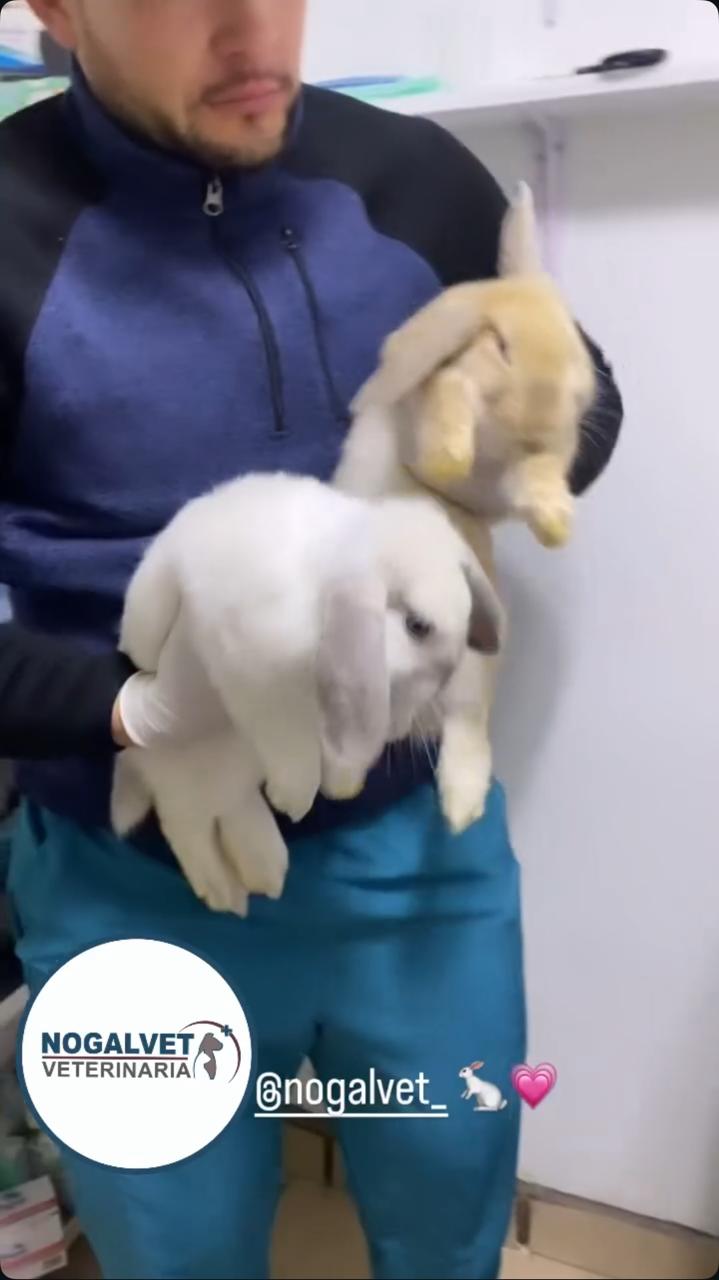 Atención a conejos en NogalVet